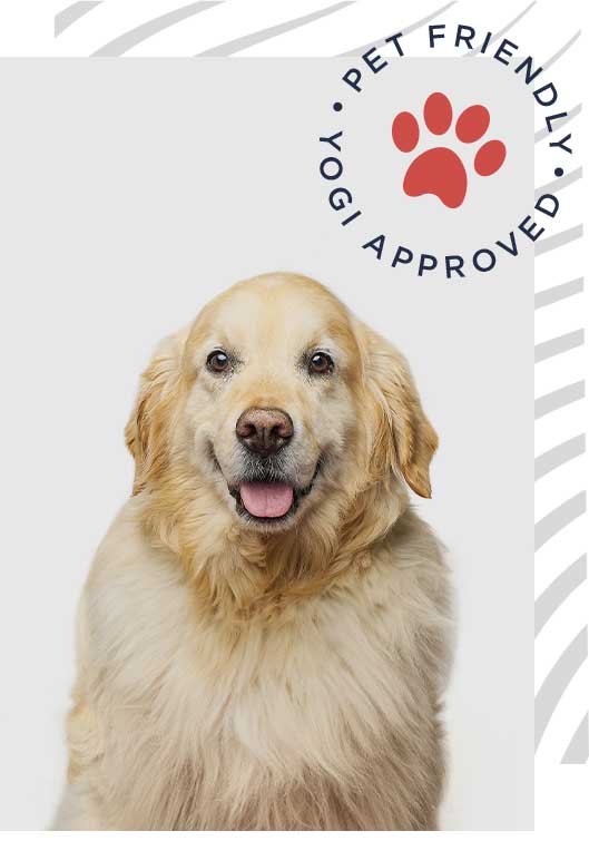 team-photos-yogi-3 Yogi - PET VETTING & MORALE OFFICER